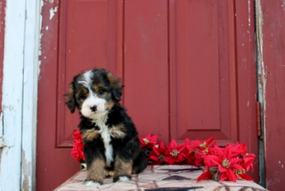 puppy, for, sale, Toy Poodle, Matthew B. Stoltzfus, dog, breeder, Gap, PA, dog-breeder, puppy-for-sale, forsale, nearby, find, puppyfind, locator, puppylocator, aca